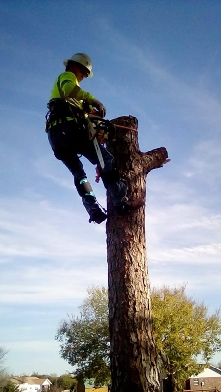 Climber removing a topped tree trunk