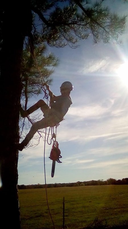 Sunset silhouette of a climber working a tree
