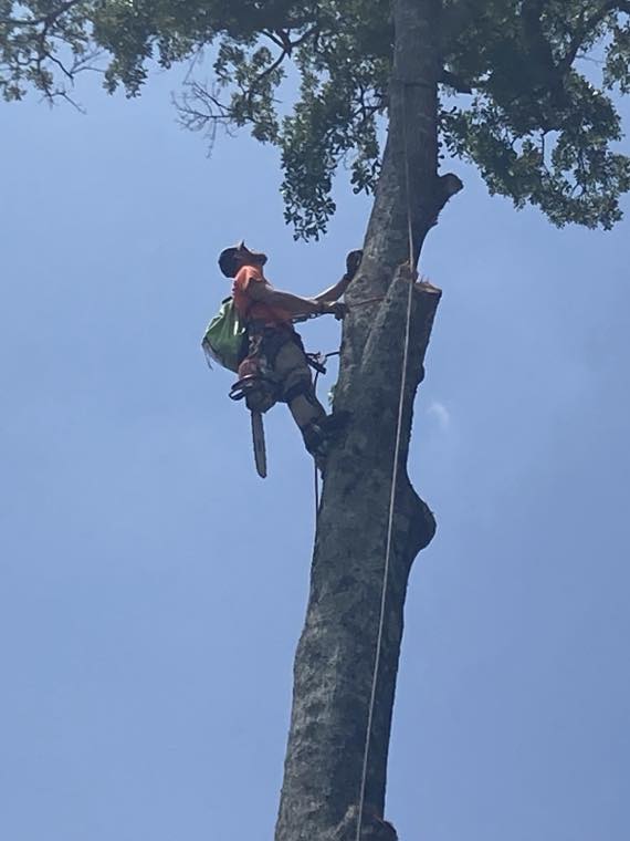 A roped climber high up a tall tree with a chainsaw during a removal against a blue sky