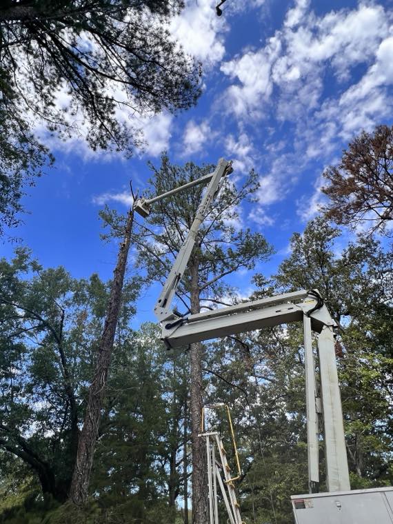 A bucket truck boom reaching high into the tree canopy under a bright sky